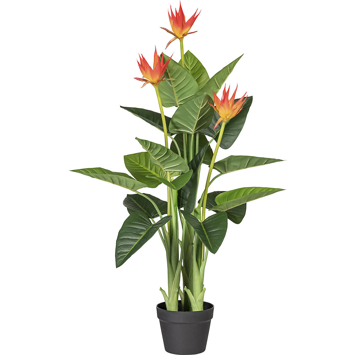 Guzmania