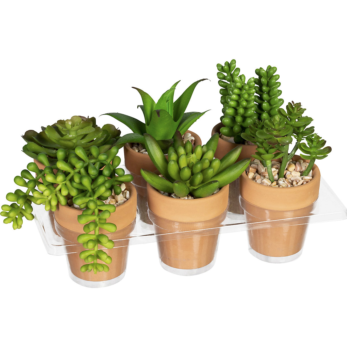 Mini-succulentes (Illustration du produit 2)-1