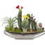 Arrangement de cactus