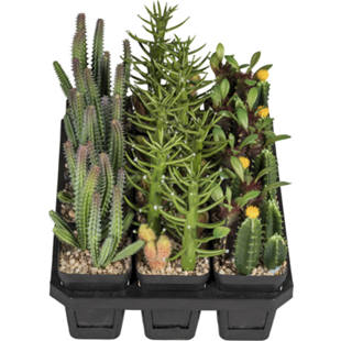 Assortiment de 3 euphorbes