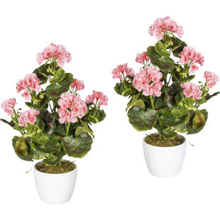 Buisson de géranium résistant aux UV