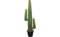 Cactus mexicain