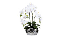 Phalaenopsis dans un vase ovale