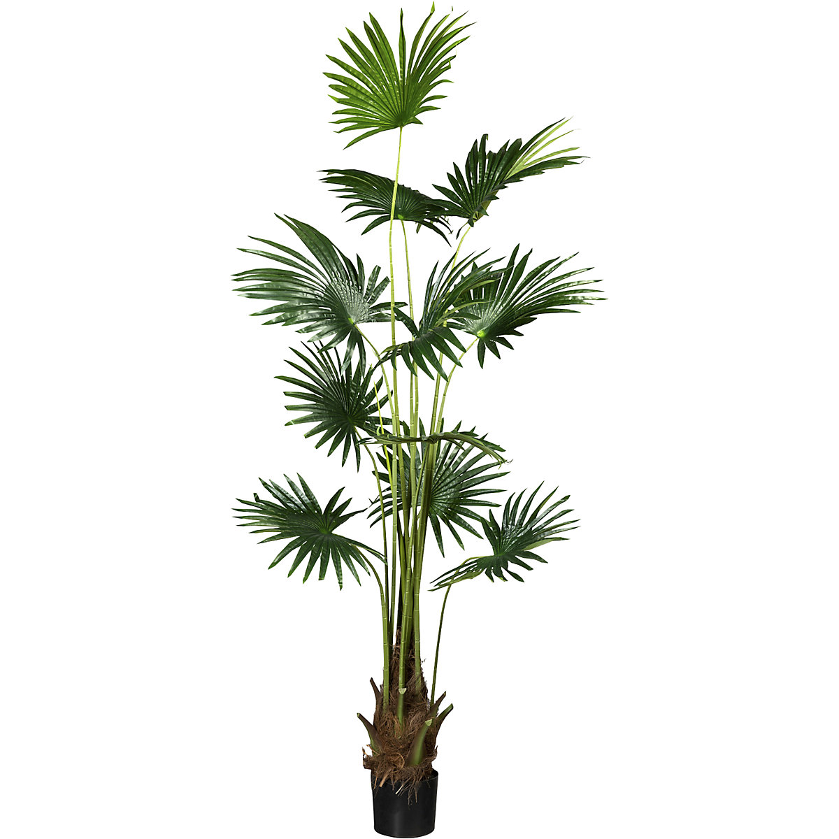 ronier en terre dans un pot en plastique noir frankel france