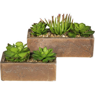 Succulentes dans un bac en ciment