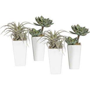 Succulentes dans un vase en céramique