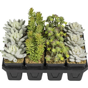 Succulentes en pot