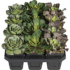 hauteur 110 mm, assortiment de trois