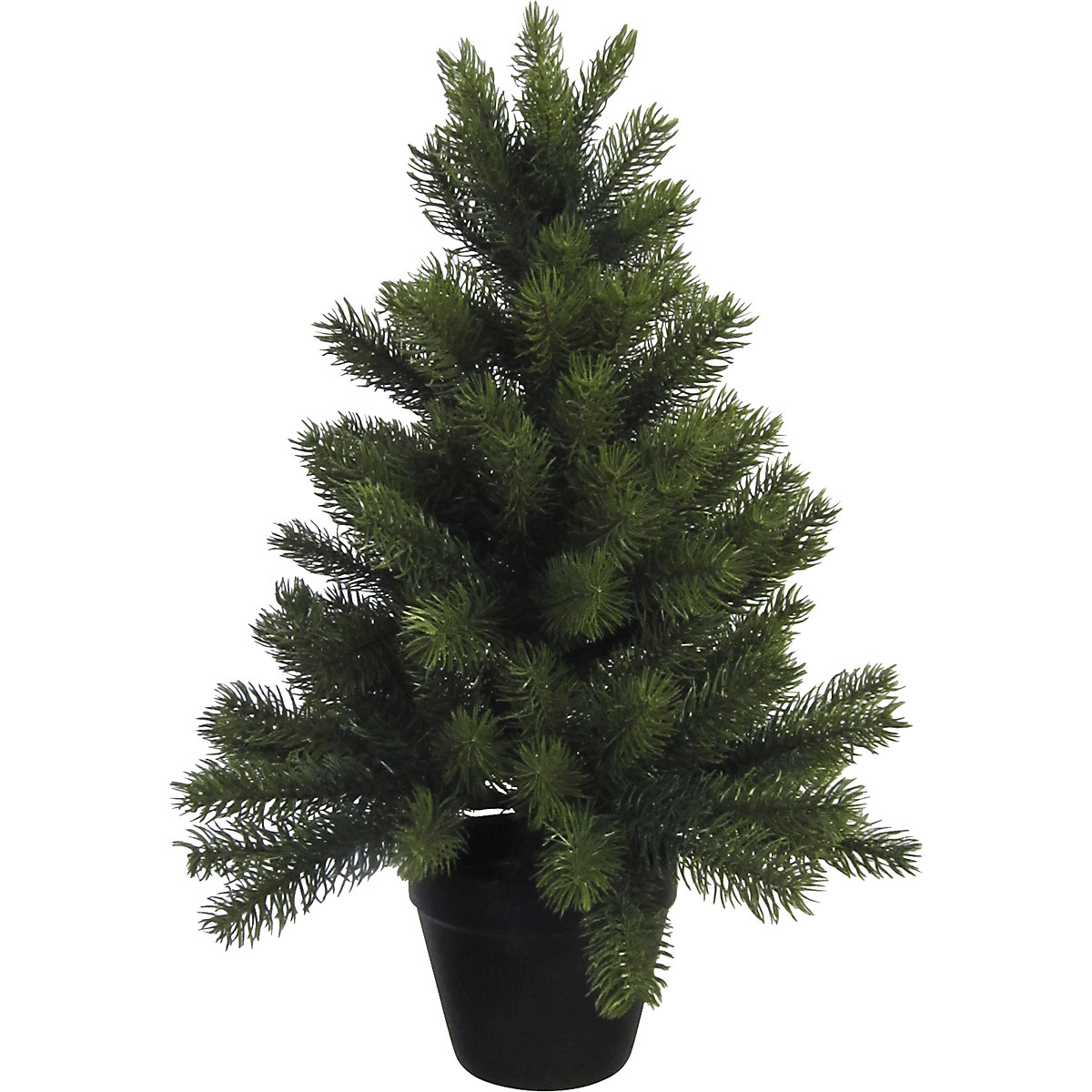 Norfolk Island pine in a pot