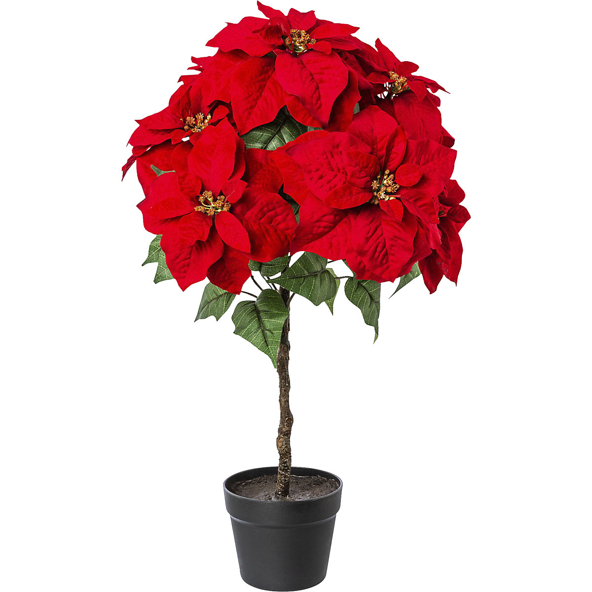 Poinsettia stem