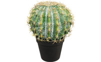 Cactus a sfera