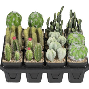 Cactus, conf. da 12 pz.