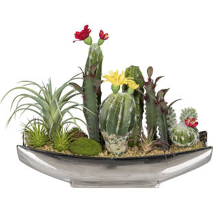 Composizione di cactus