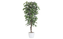 Ficus benjamina