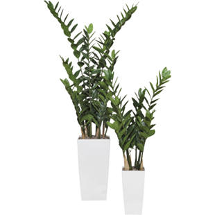 Gemma di Zanzibar (Zamioculcas zamilifolia)