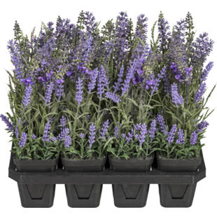 Lavanda, conf. da 12 pz.