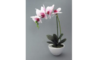 Phalaenopsis in vaso