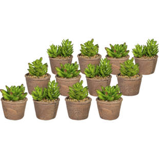 Piante grasse, 3 assortimenti