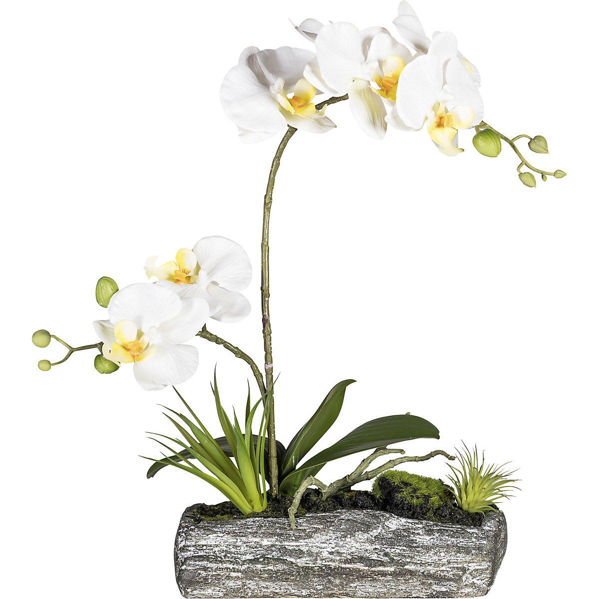 Composizione di orchidee phalaenopsis in ciotola di poliresina