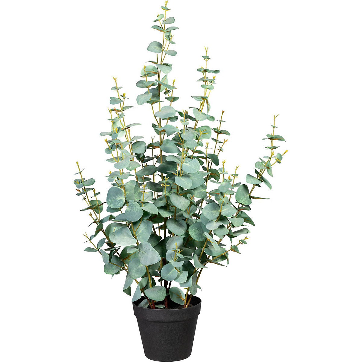 Eucalyptus Silverdollar