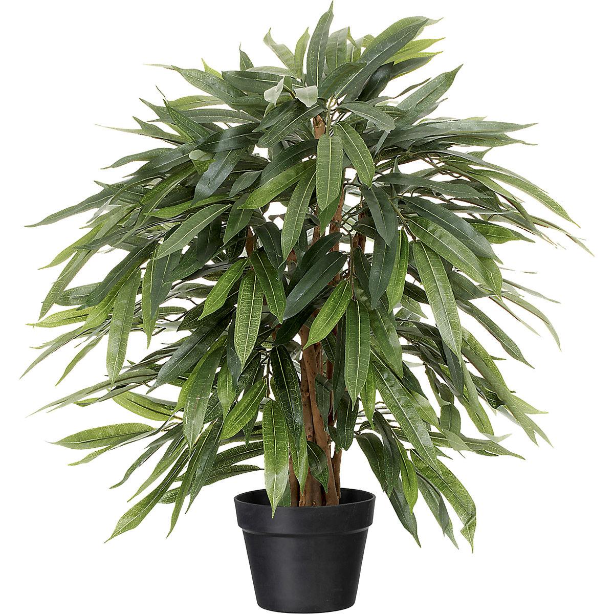 Ficus benjamina