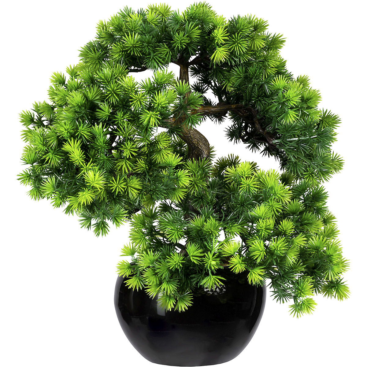 Larice bonsai, con ghiaia