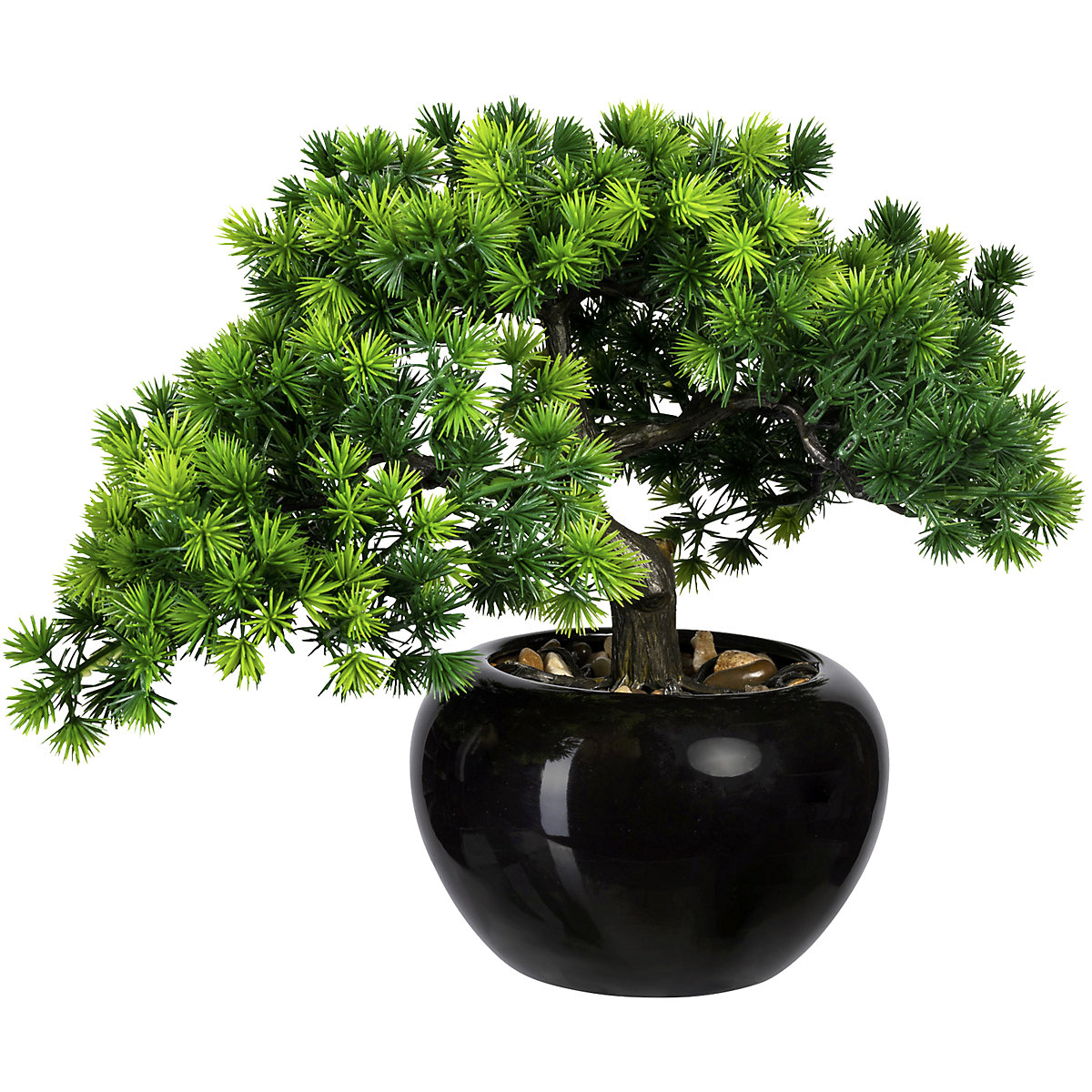 Larice bonsai (Foto prodotto 2)-1