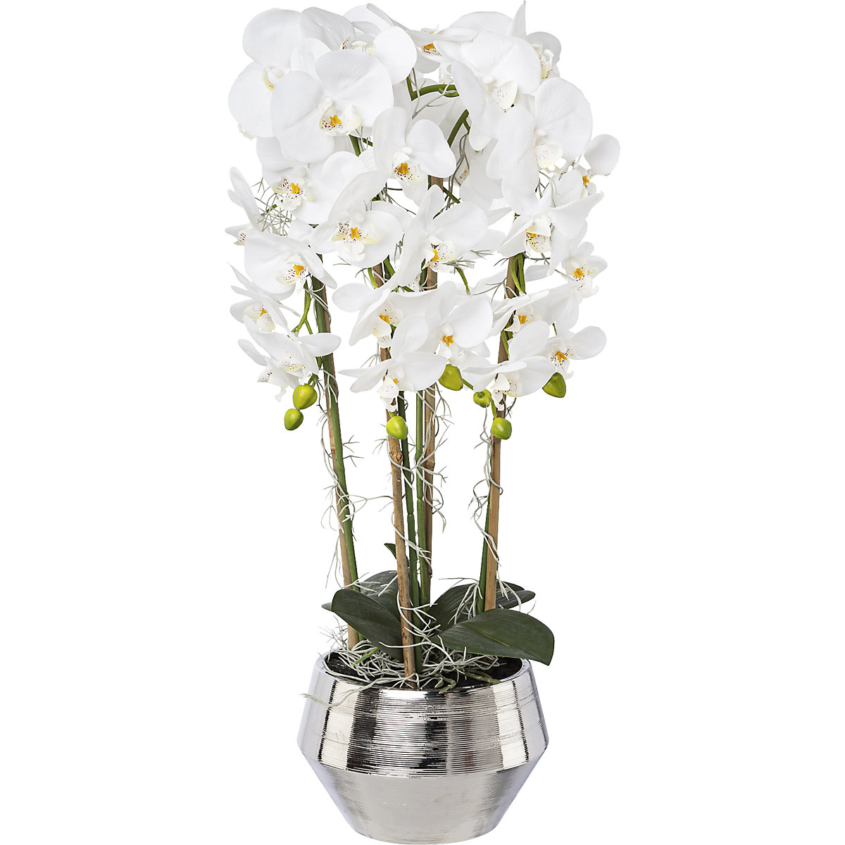 Orchidea Phalenopsis: in vaso d'argento