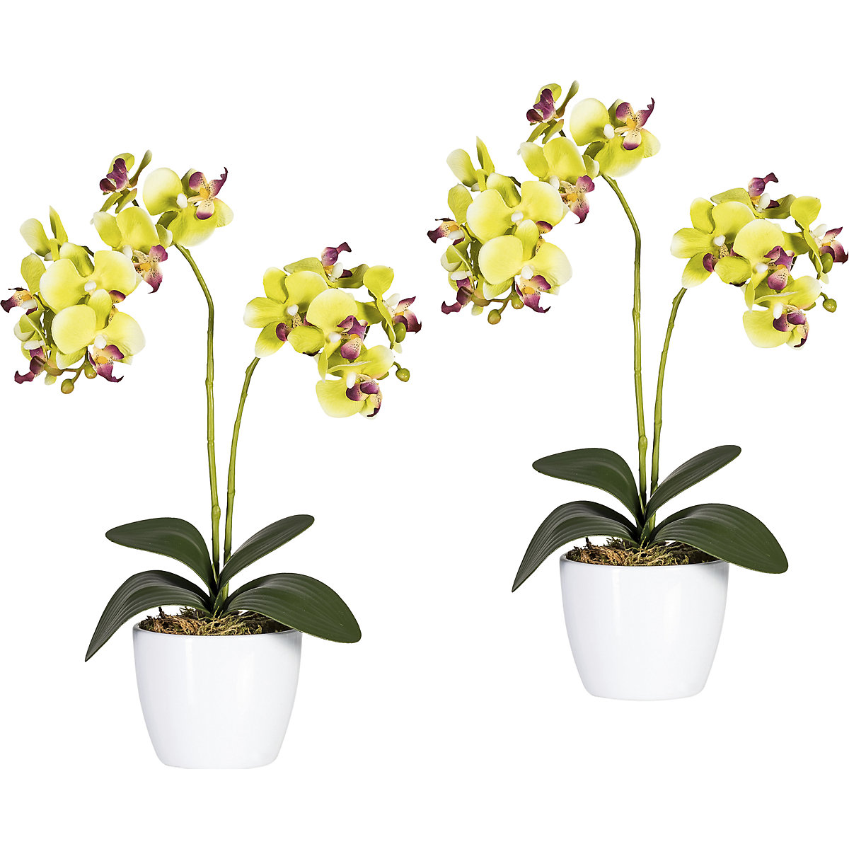 Orchidea phalaenopsis in vaso di ceramica bianco