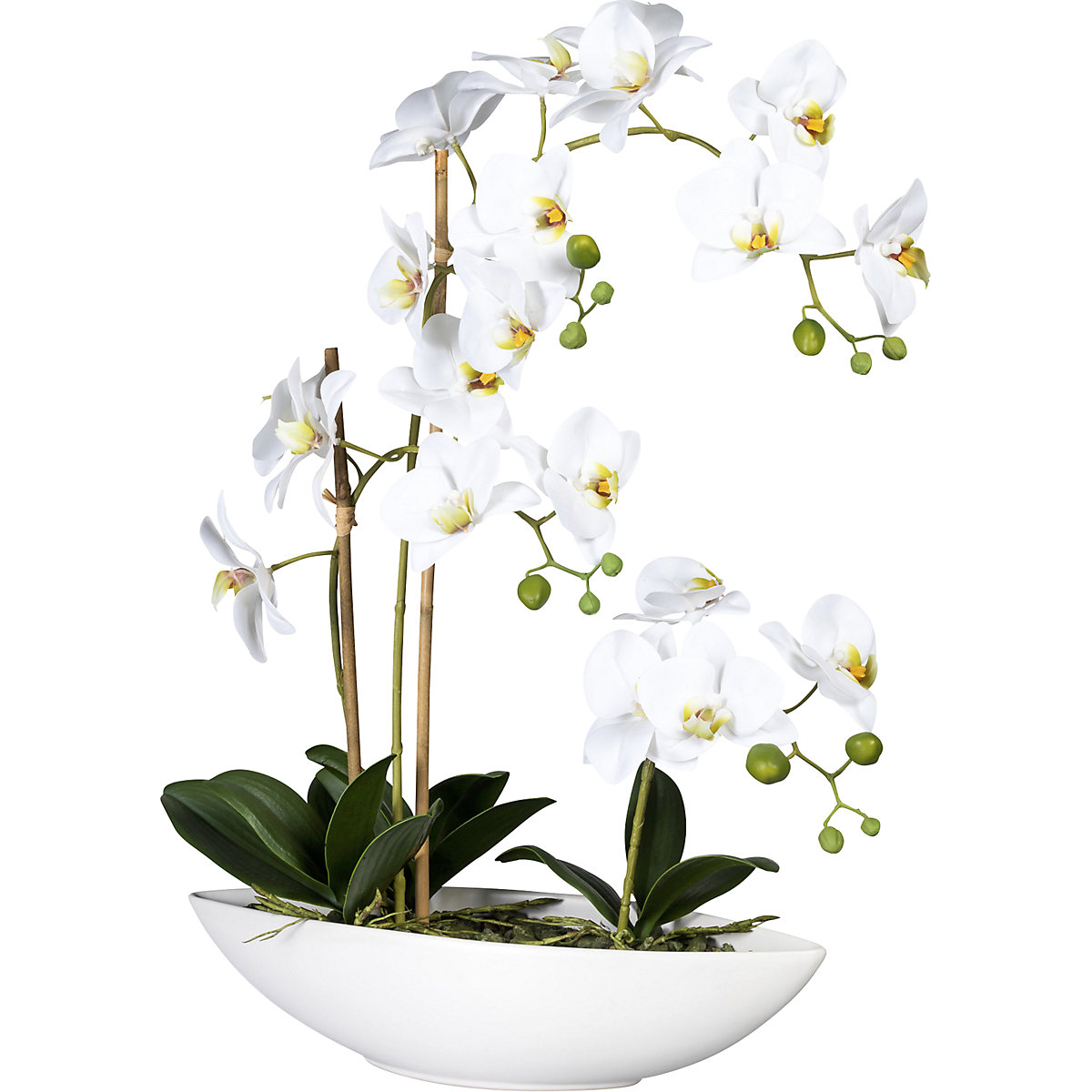 Orchidea phalaenopsis