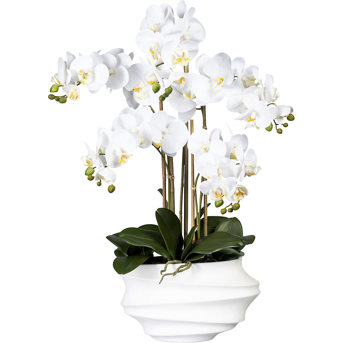 Orchidea phalaenopsis, real touch