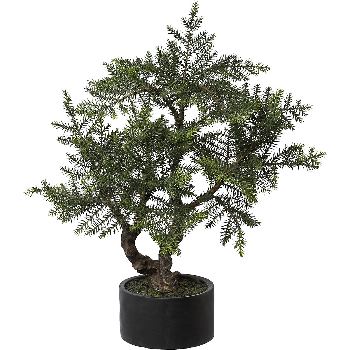 Pino di Norfolk bonsai
