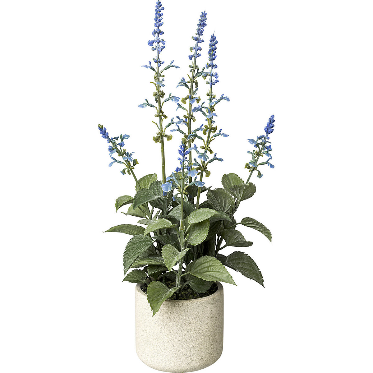 Salvia in vaso di cemento (Foto prodotto 2)-1