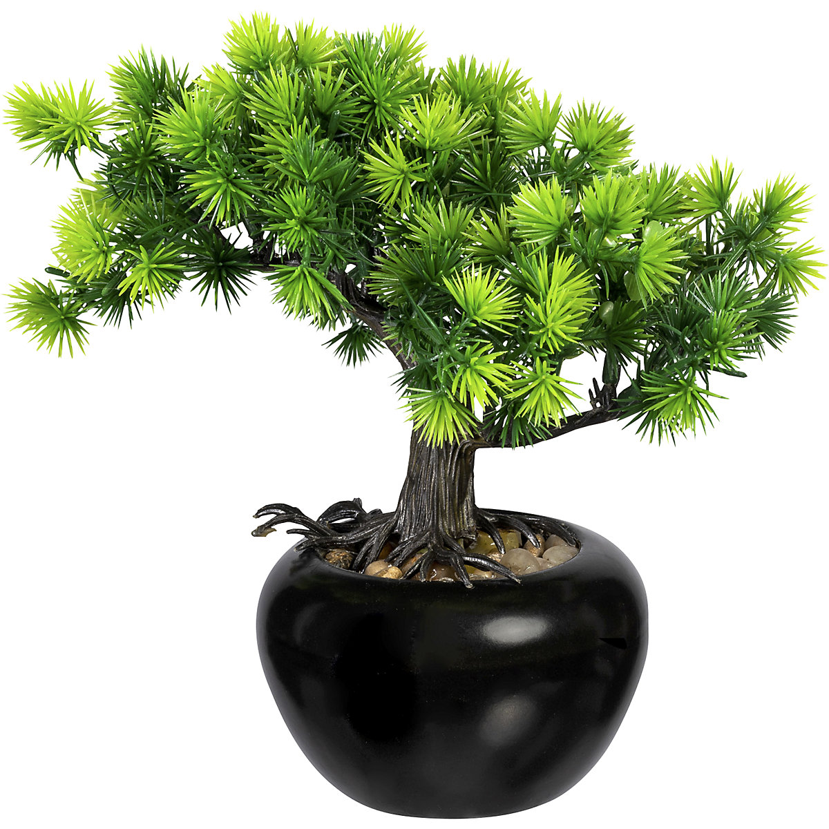 Bonsai Lärche (Produktabbildung 2)-1