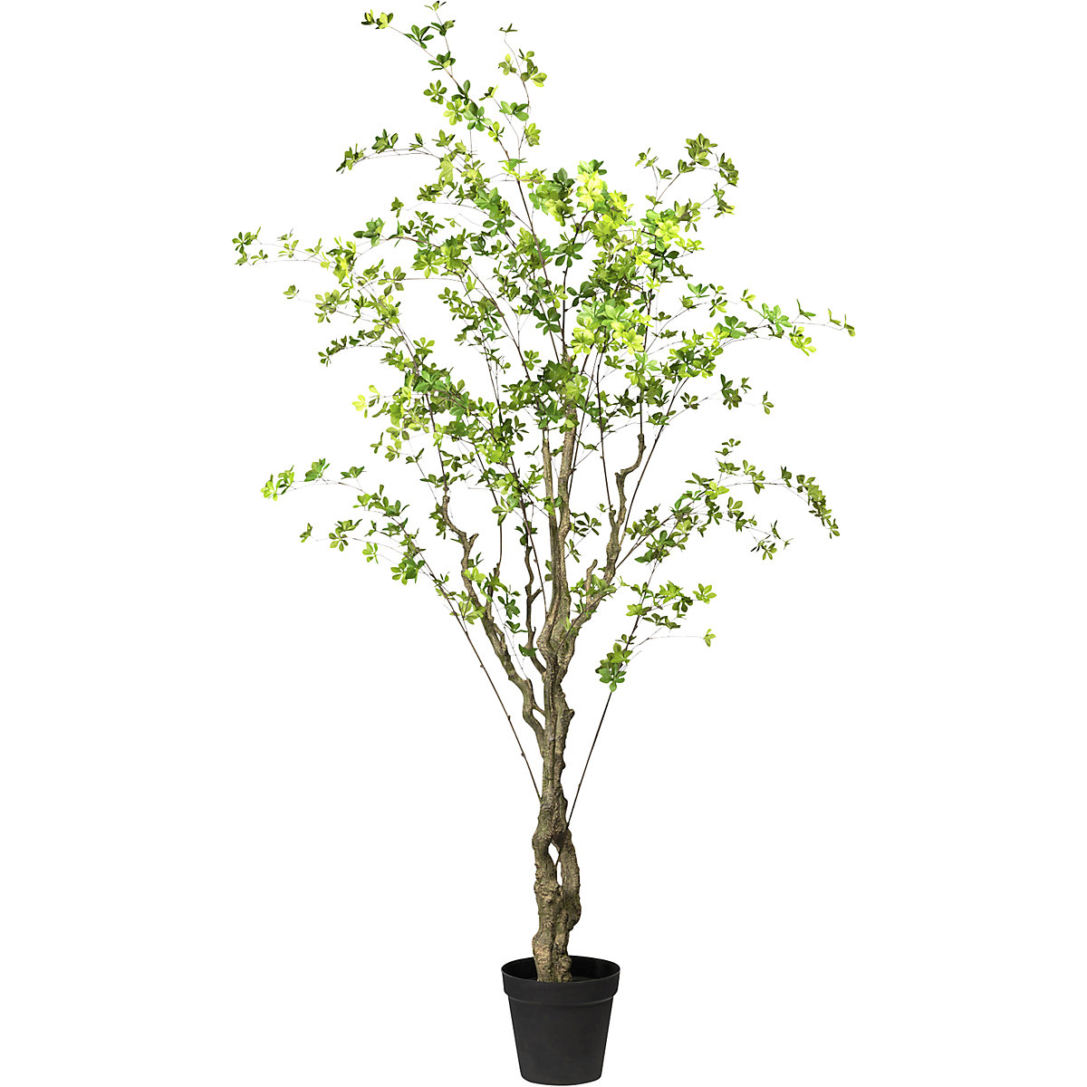 Louisiana-Baum