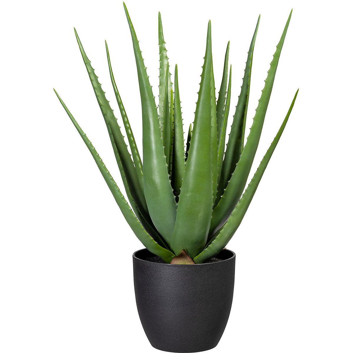Aloe grün, im Kunststofftopf, Höhe ca. 660 mm-2