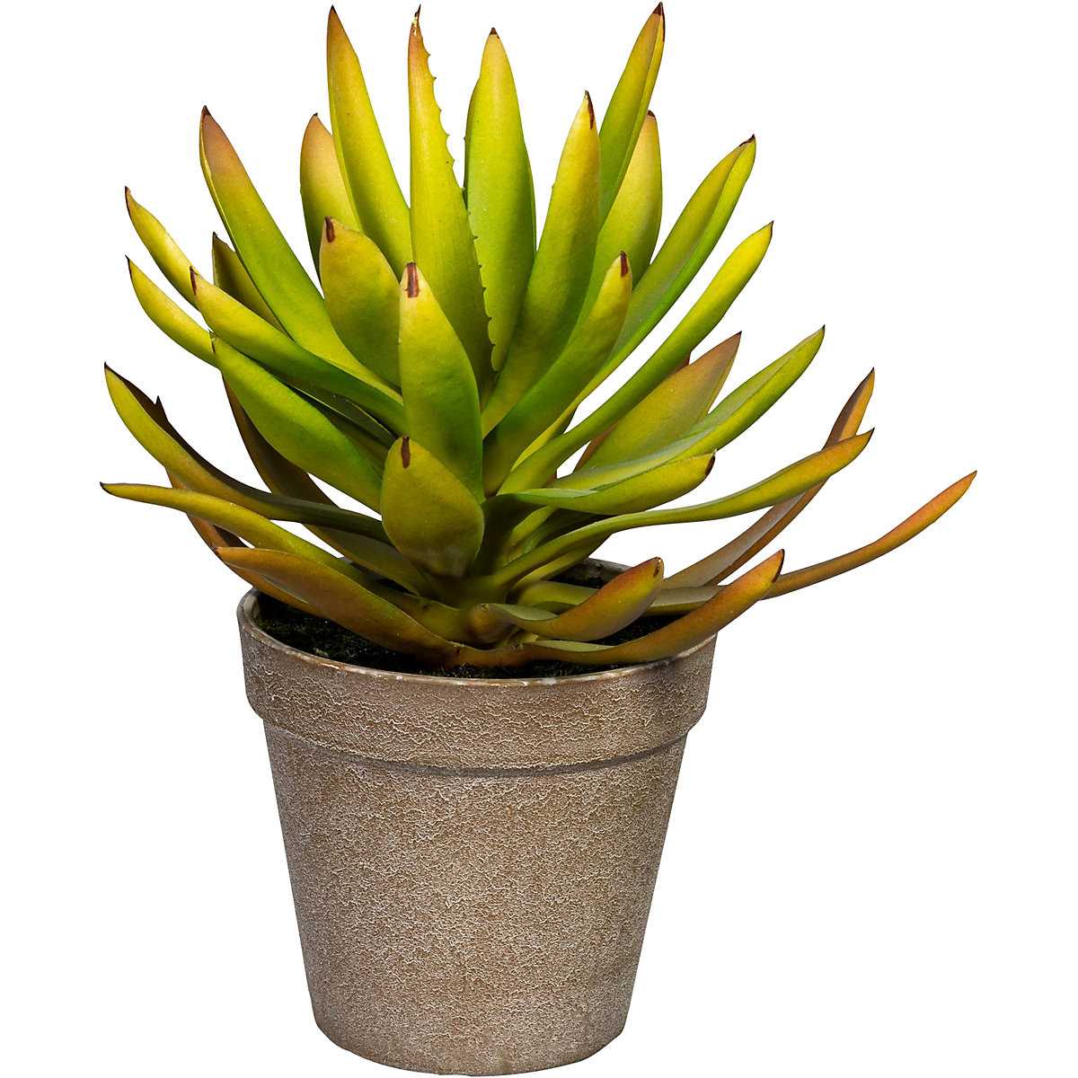 Aloe plicatilis (Produktabbildung 2)-1
