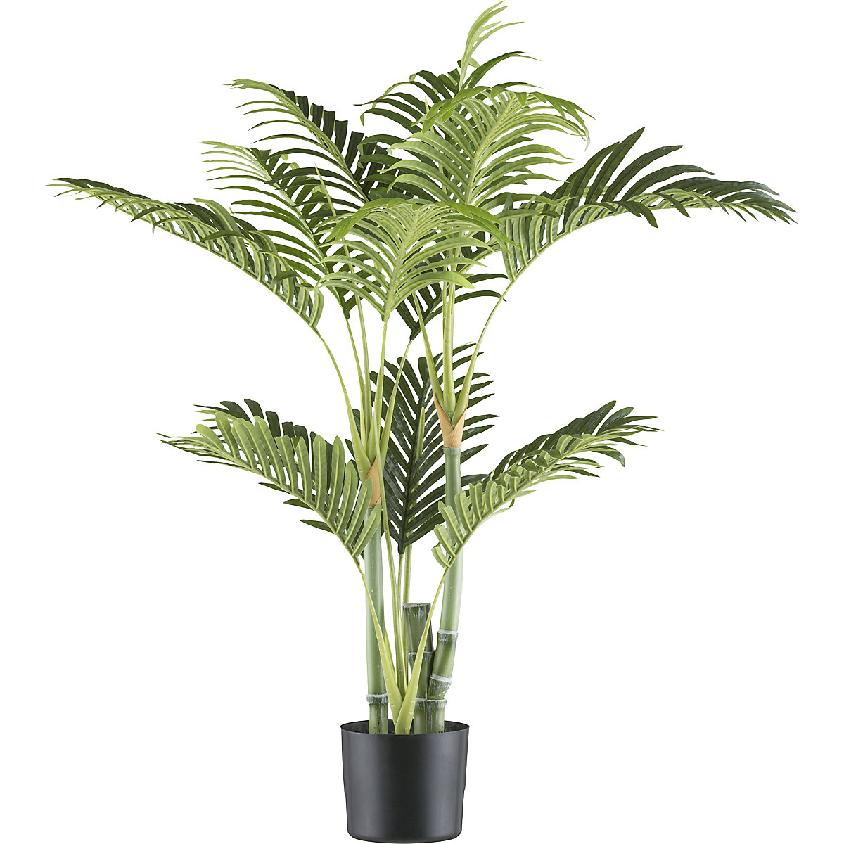 Bambuspalme