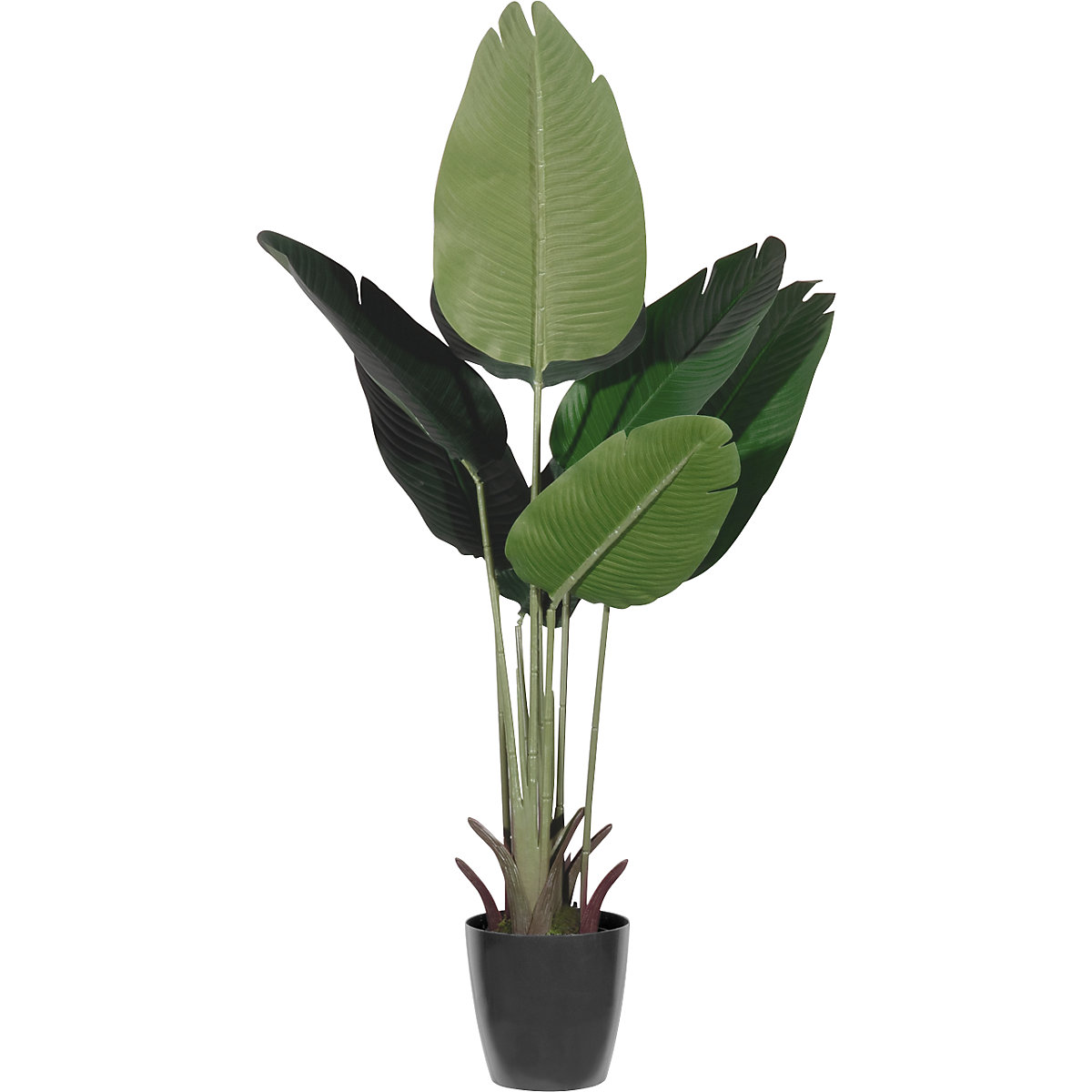 Bananenbaum