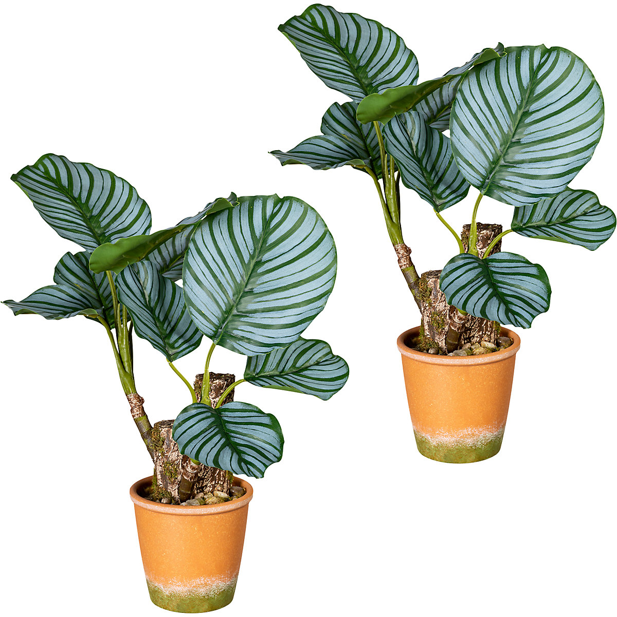 Calatheapflanze