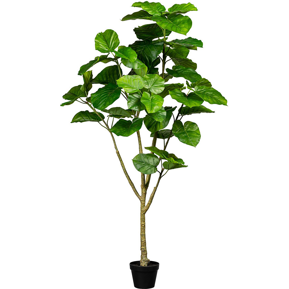 Ficus umbellata, im Kunststofftopf, Höhe 1750 mm-2