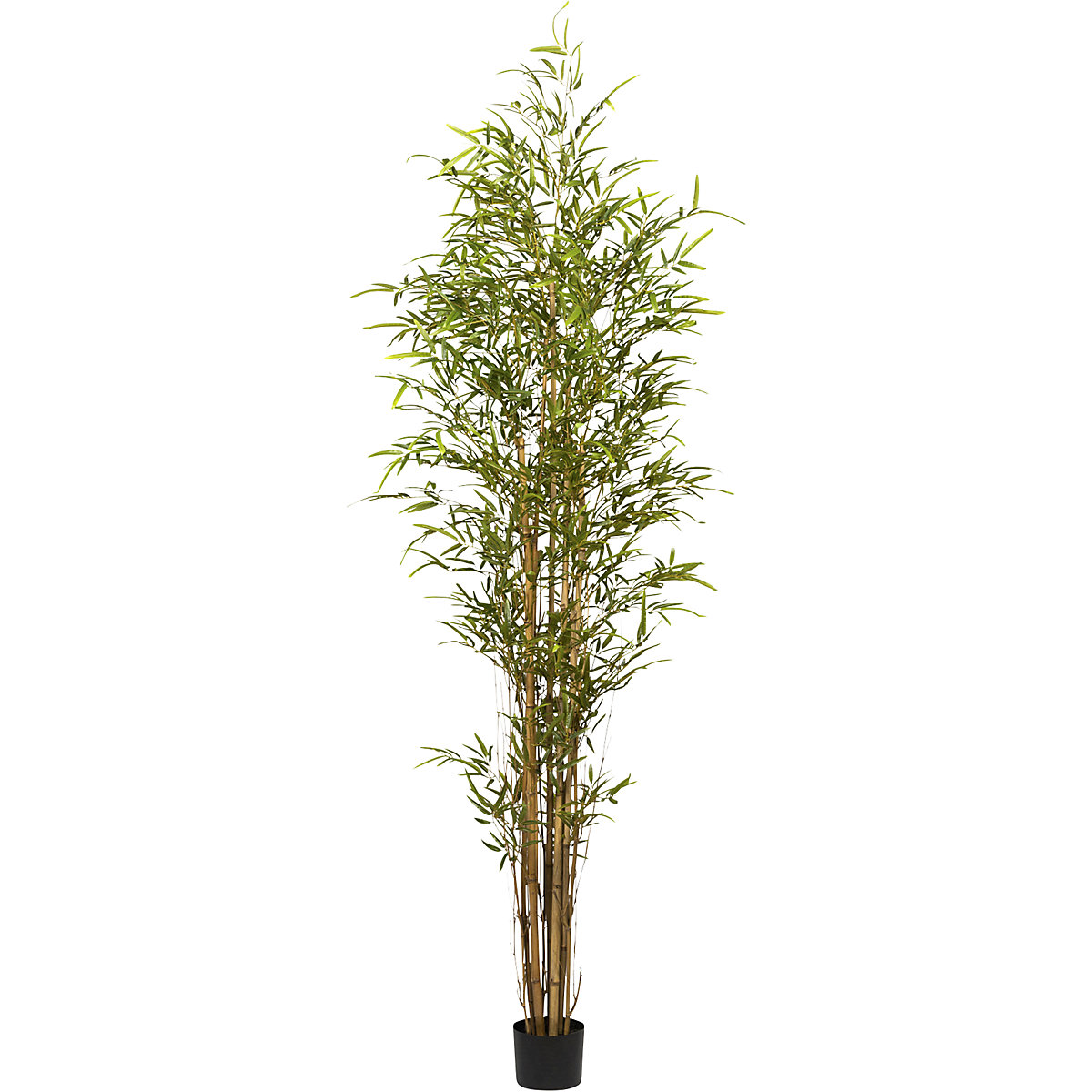 Bambus Naturstamm, Kunststofftopf 150 x 120 mm, Höhe 2100 mm