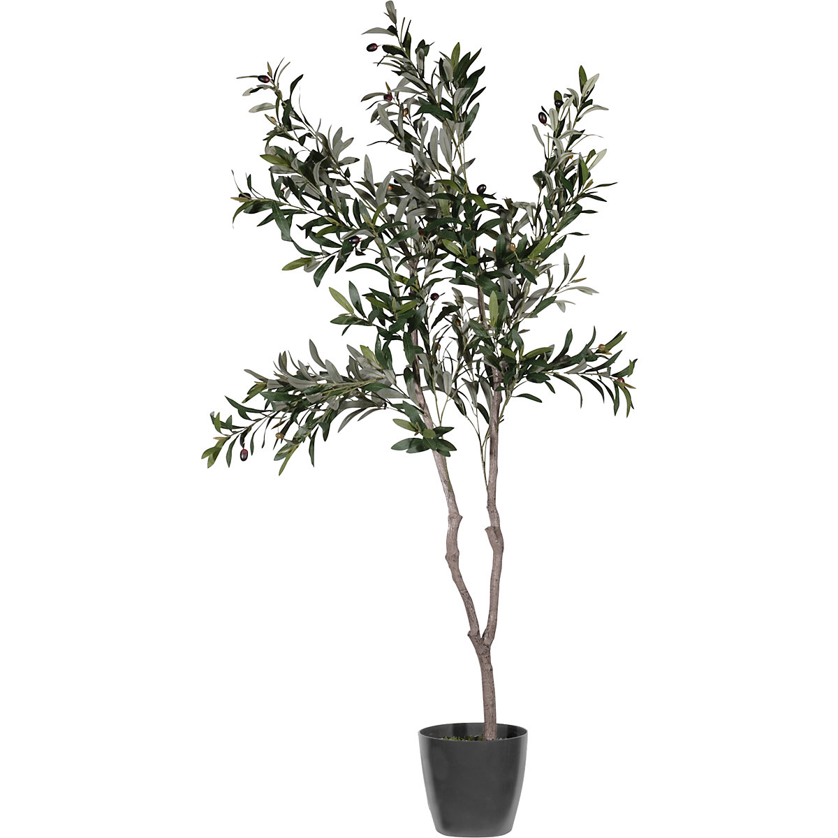 Olivenbaum