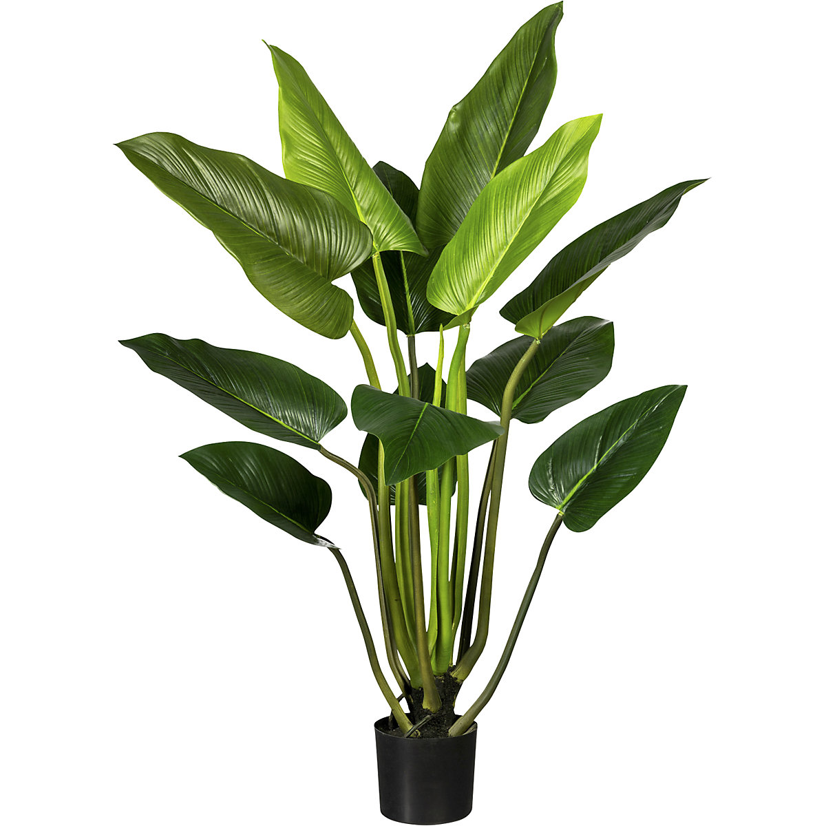 Philodendron, im Kunststofftopf, mit Erde, Höhe 1300 mm-1