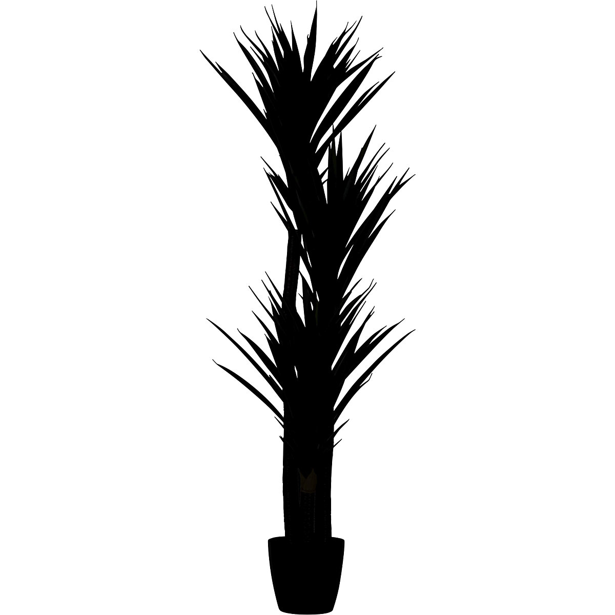 Yucca
