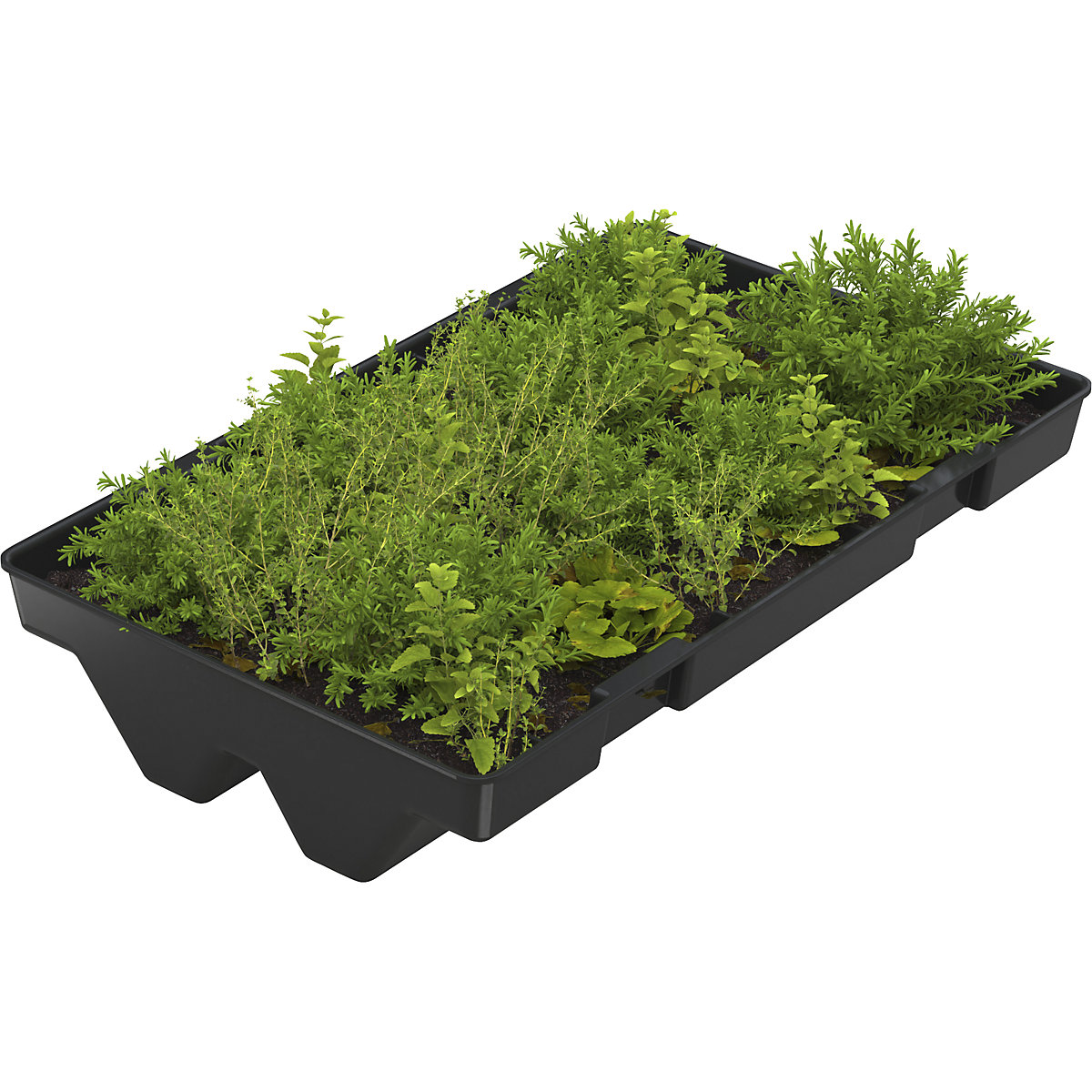 Dachbegrünung Economy WSM