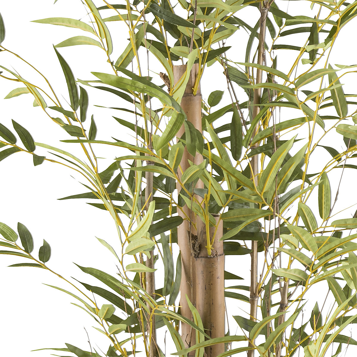 Bambus vulgaris (Imagine produs 2)-1