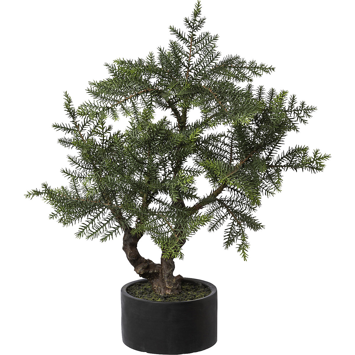 Jodła pokojowa w formie bonsai