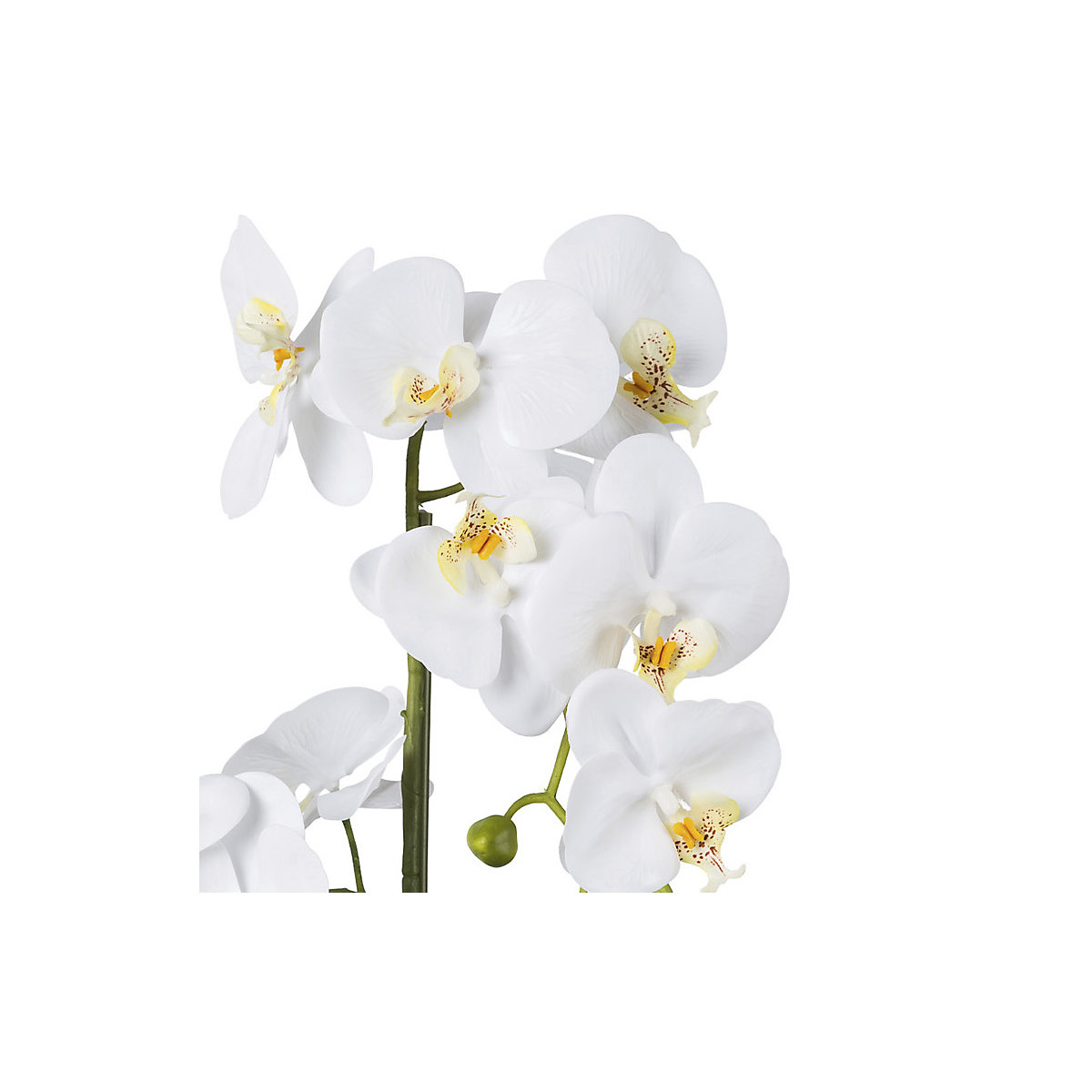 Orchidée artificielle Phalaenopsis, Real Touch (Illustration du produit 3)-2