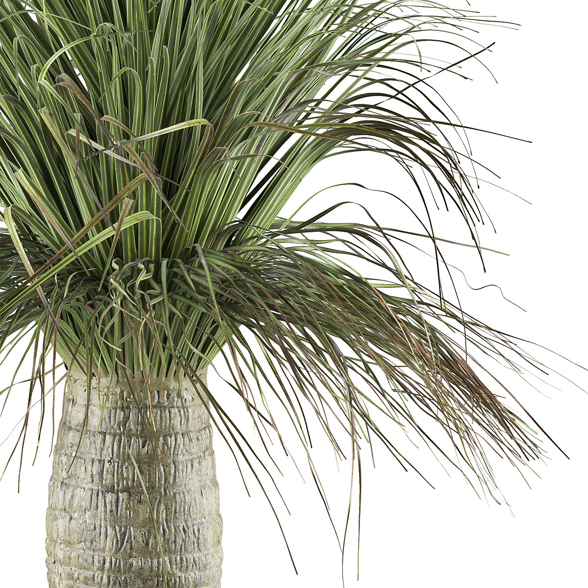 Plante artificielle Beaucarnea (Illustration du produit 2)-1